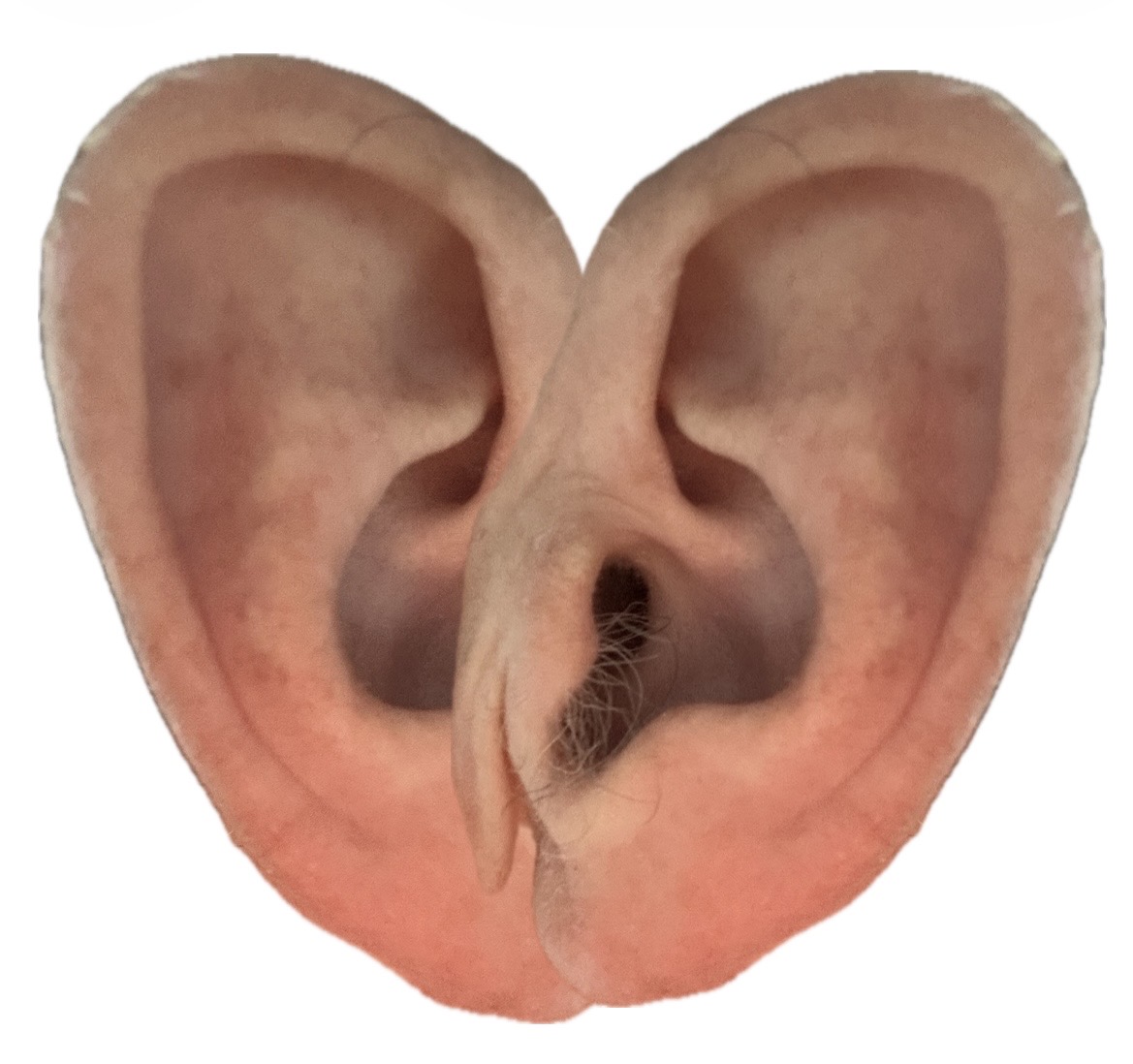 Featured image for “Two Ears”