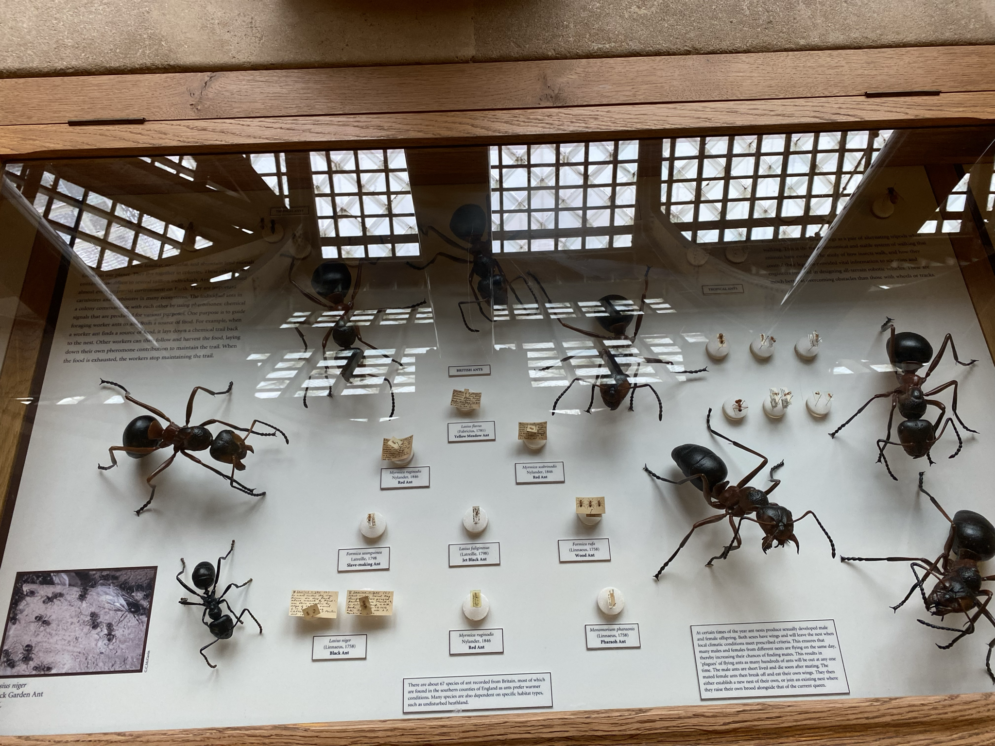 Featured image for “Ant Powder”